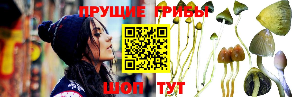 наркошоп  Вход с VPN  Балтийск  Псилоцибиновые грибы Psilocybine cubensis  Псилоцибиновые грибы Psilocybe 
